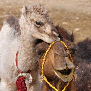 Camels - Mother with young